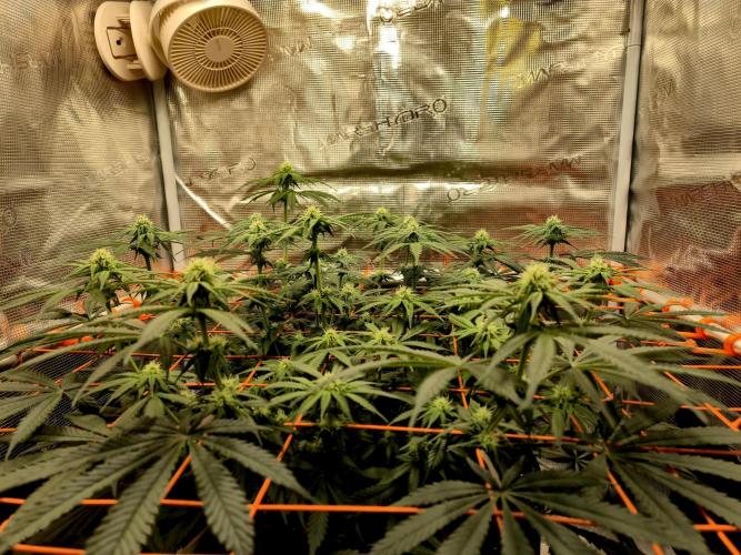 Cream Mandarine main lining. Week 12