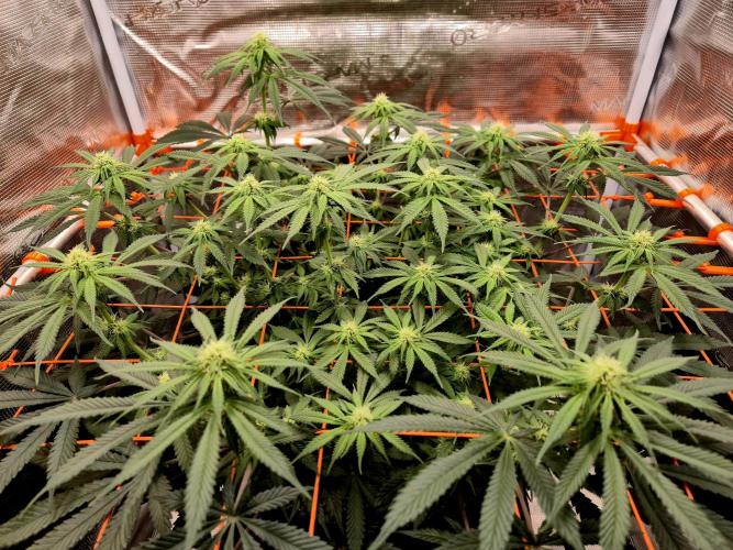Cream Mandarine main lining. Week 12