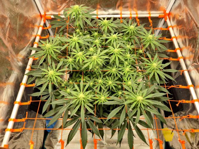 Cream Mandarine main lining. Week 12