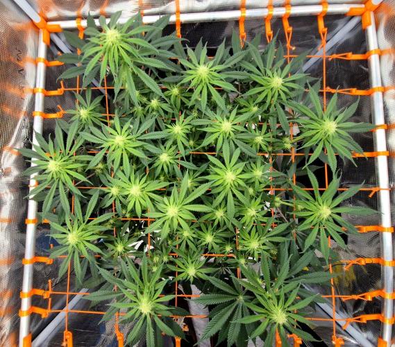 Cream Mandarine main lining. Week 12