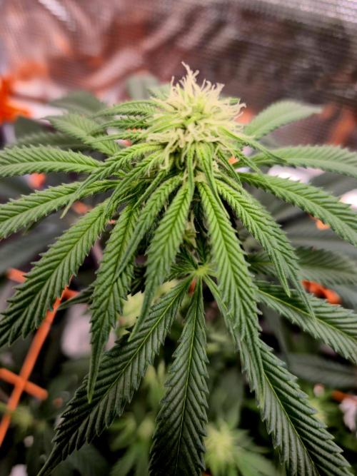 Cream Mandarine main lining. Week 12