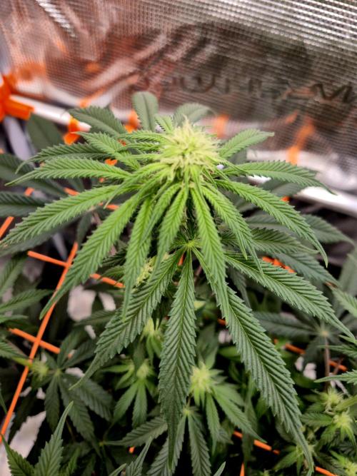 Cream Mandarine main lining. Week 12