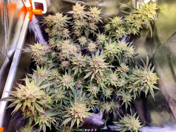 Special Kush (clone) main lining. Week 15