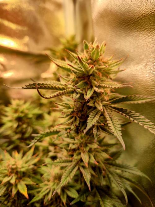Special Kush (clone) main lining. Week 15