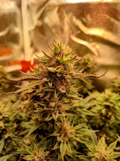Special Kush (clone) main lining. Week 15