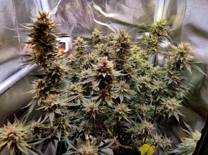 Special Kush (clone) main lining. Week 15