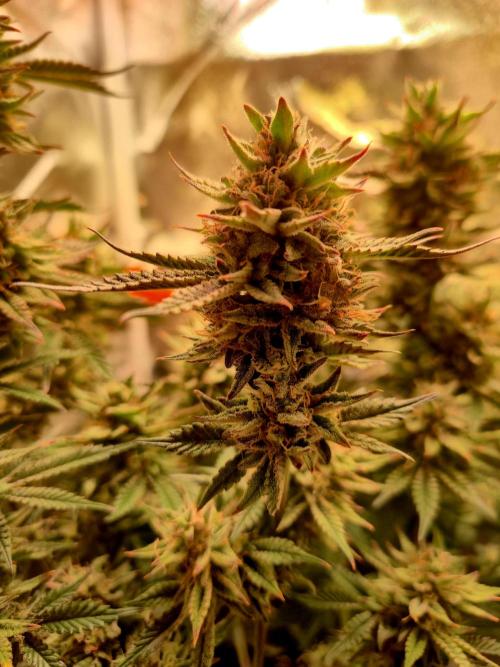 Special Kush (clone) main lining. Week 15