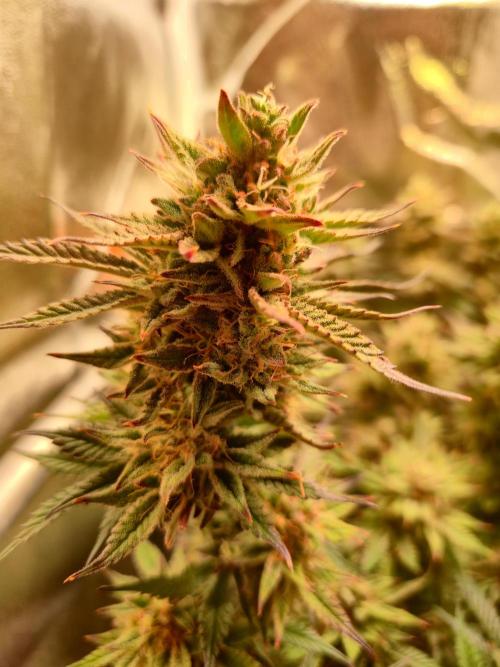 Special Kush (clone) main lining. Week 15