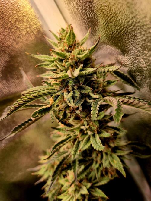 Special Kush (clone) main lining. Week 15