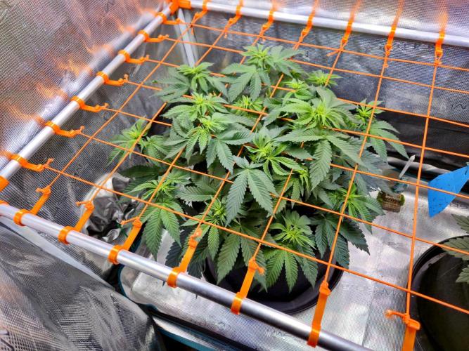 F026 - The Tropical Ice Cream One (USA). Week 8