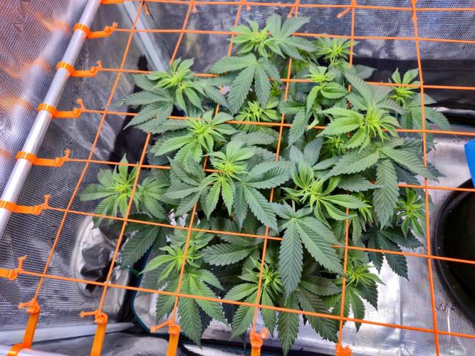 F026 - The Tropical Ice Cream One (USA). Week 8