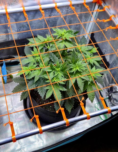 Rainbow Hitter. Week 8