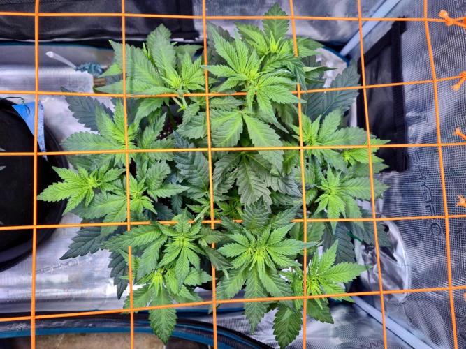Rainbow Hitter. Week 8