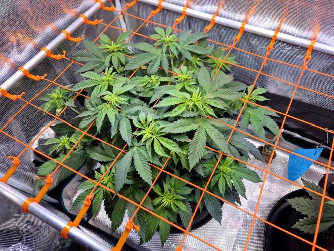 F026 - The Tropical Ice Cream One (USA). Week 8