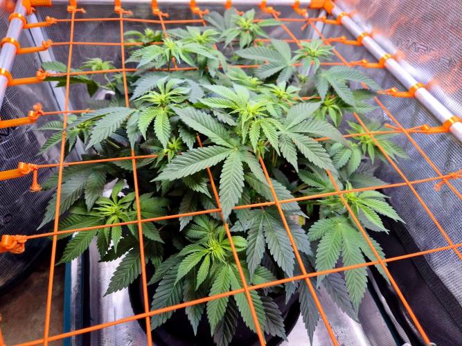 F026 - The Tropical Ice Cream One (USA). Week 8