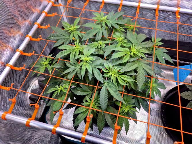 F026 - The Tropical Ice Cream One (USA). Week 8