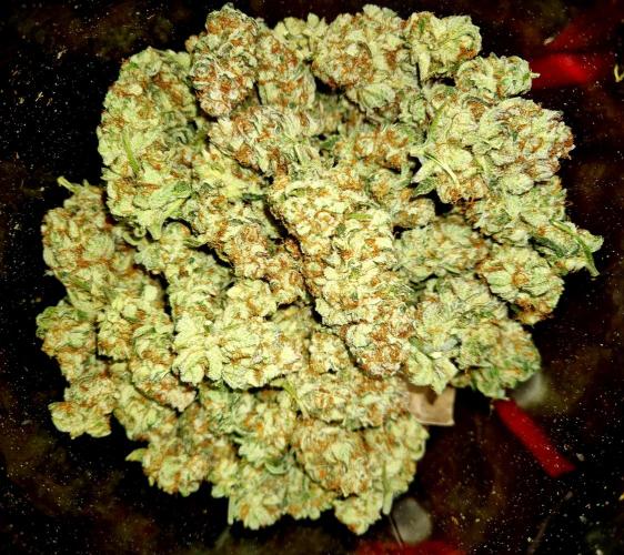 Orange bud main lining. Week 19