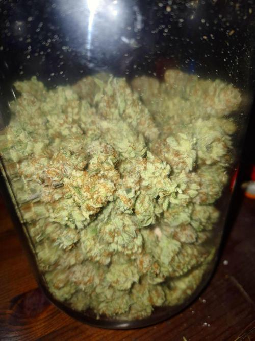 Orange bud main lining. Week 19
