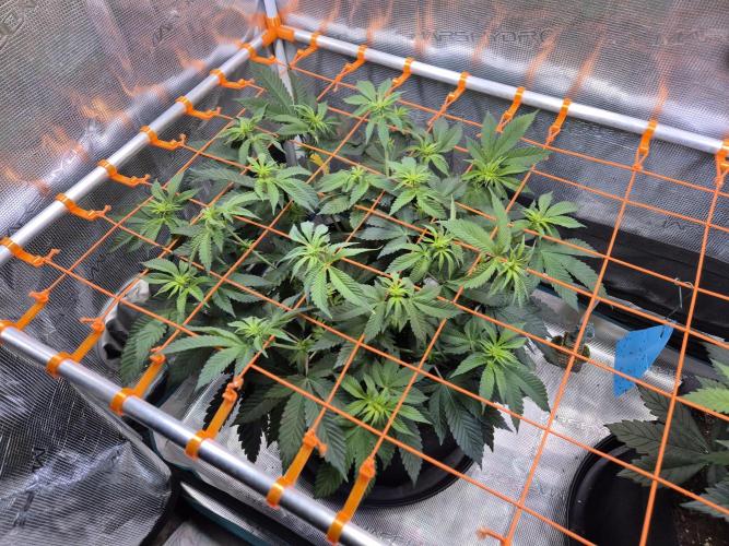 F026 - The Tropical Ice Cream One (USA). Week 8