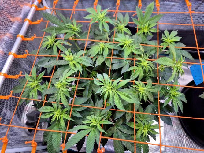 F026 - The Tropical Ice Cream One (USA). Week 8