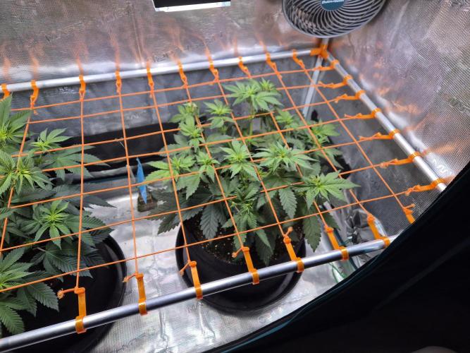Rainbow Hitter. Week 8