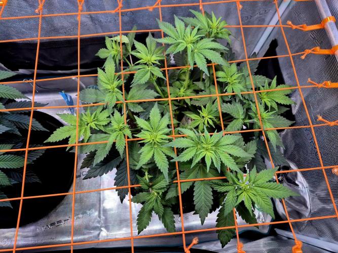 Rainbow Hitter. Week 8
