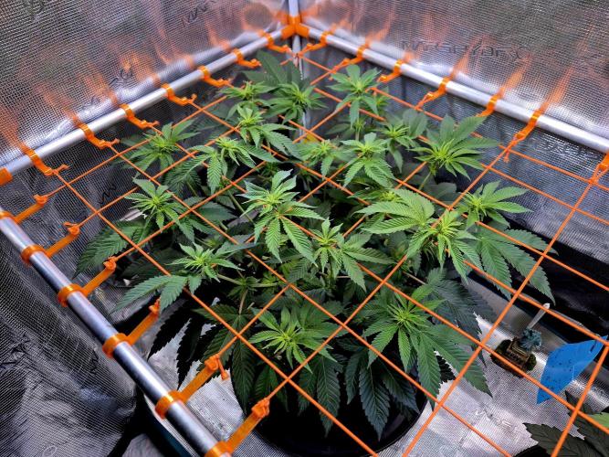 F026 - The Tropical Ice Cream One (USA). Week 8