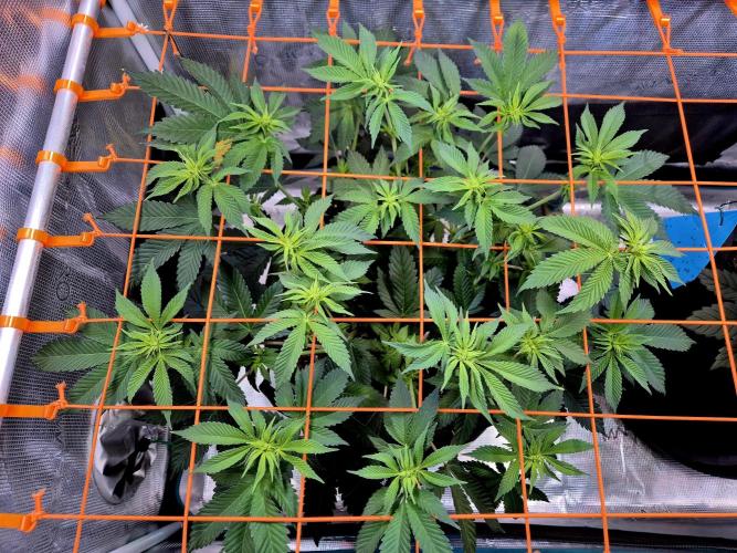 F026 - The Tropical Ice Cream One (USA). Week 8