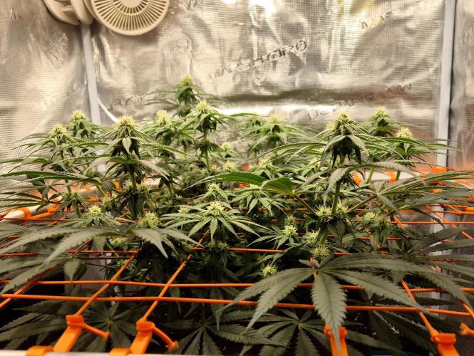 Cream Mandarine main lining. Week 12