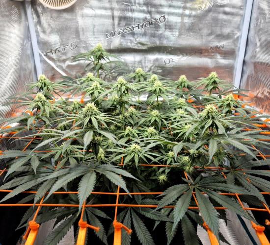 Cream Mandarine main lining. Week 12