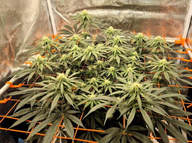 Cream Mandarine main lining. Week 12