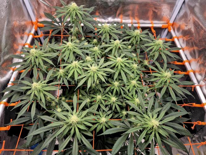 Cream Mandarine main lining. Week 12