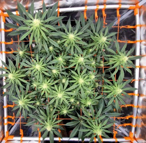 Cream Mandarine main lining. Week 12