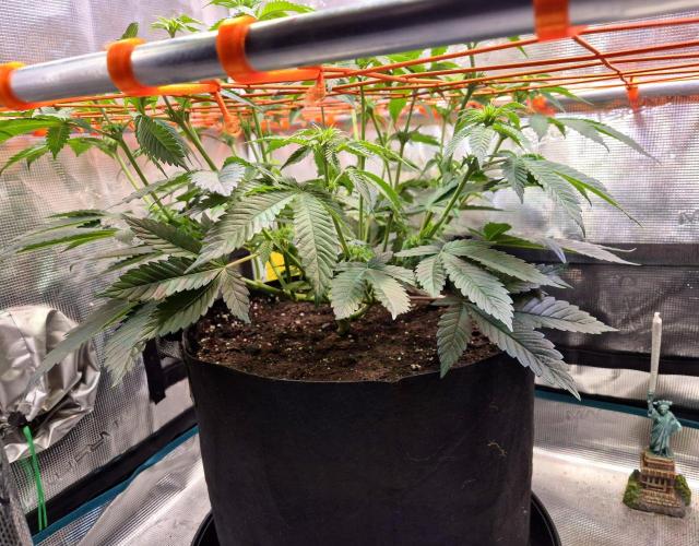 F026 - The Tropical Ice Cream One (USA). Week 8