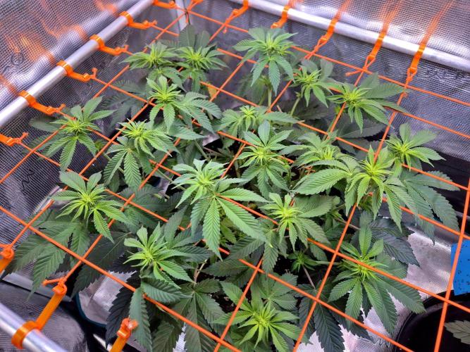 F026 - The Tropical Ice Cream One (USA). Week 8