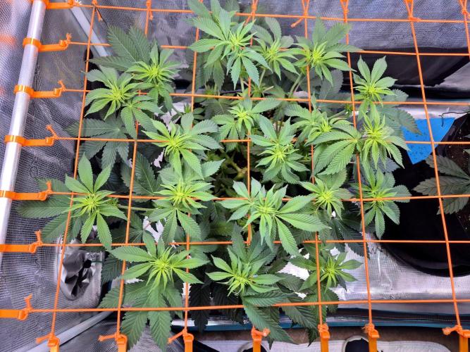 F026 - The Tropical Ice Cream One (USA). Week 8