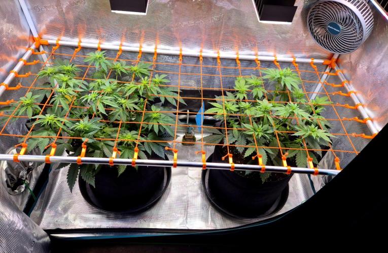 F026 - The Tropical Ice Cream One (USA). Week 8