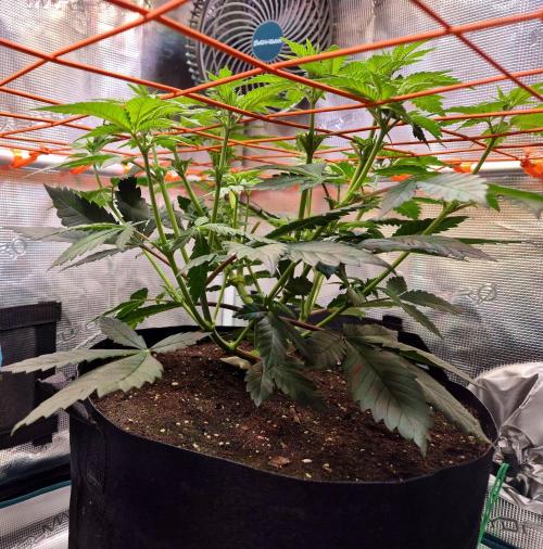 Rainbow Hitter. Week 8