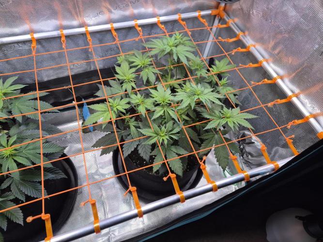 Rainbow Hitter. Week 8