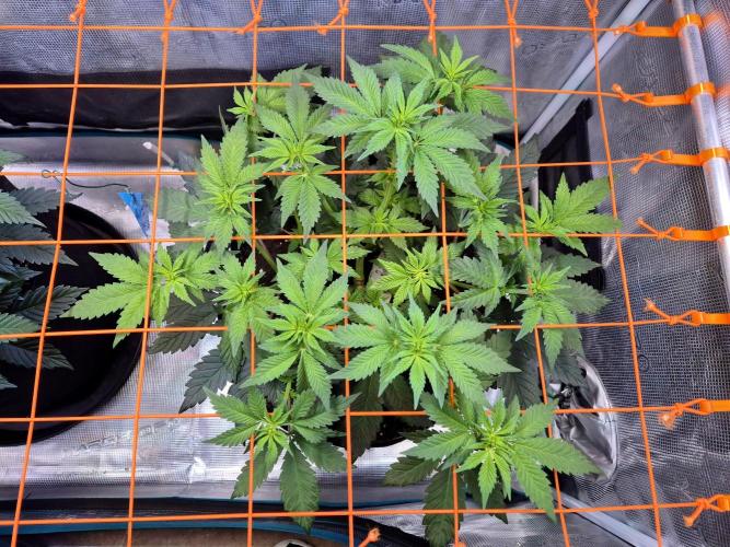 Rainbow Hitter. Week 8