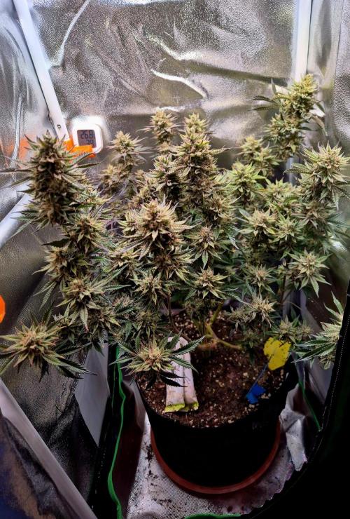 Special Kush (clone) main lining. Week 15