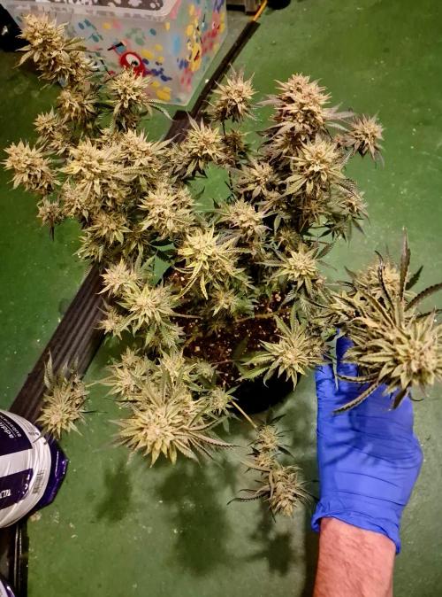 Special Kush (clone) main lining. Week 15