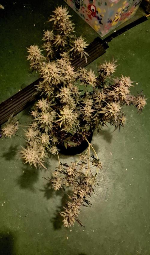 Special Kush (clone) main lining. Week 15
