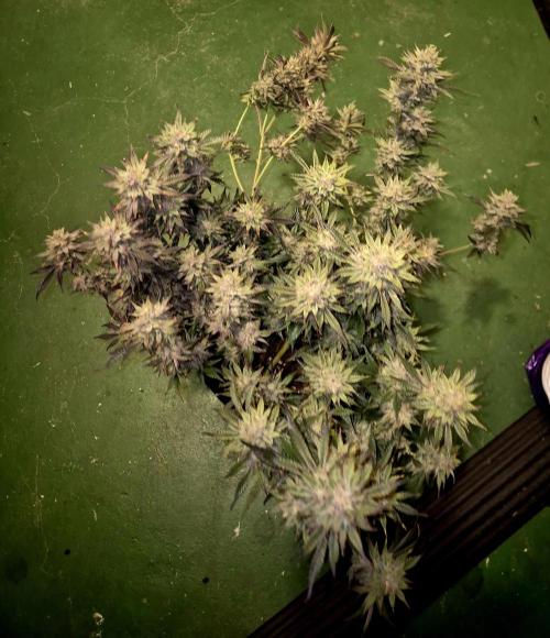 Special Kush #1. Week 15