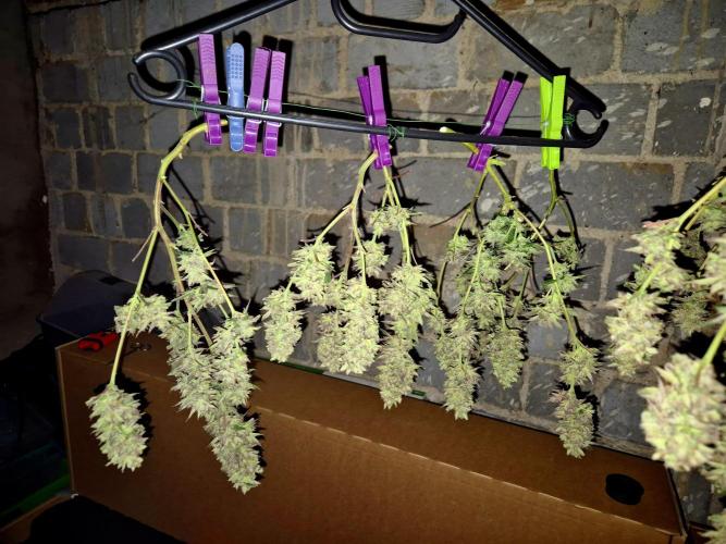 Special Kush (clone) main lining. Week 15