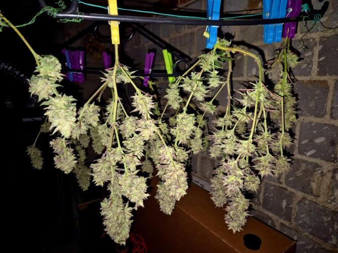 Special Kush (clone) main lining. Week 15