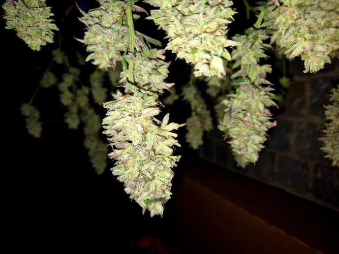 Special Kush #1. Week 15
