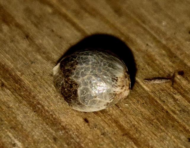 Papaya Stank (CCG) Sensible Seeds. Week 0