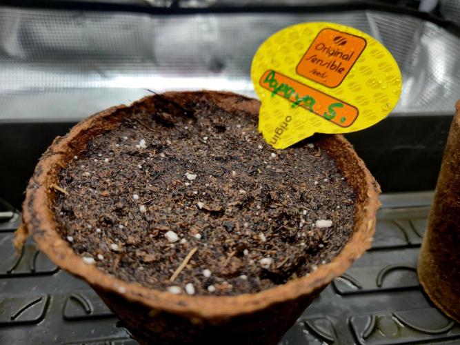 Papaya Stank (CCG) Sensible Seeds. Week 0