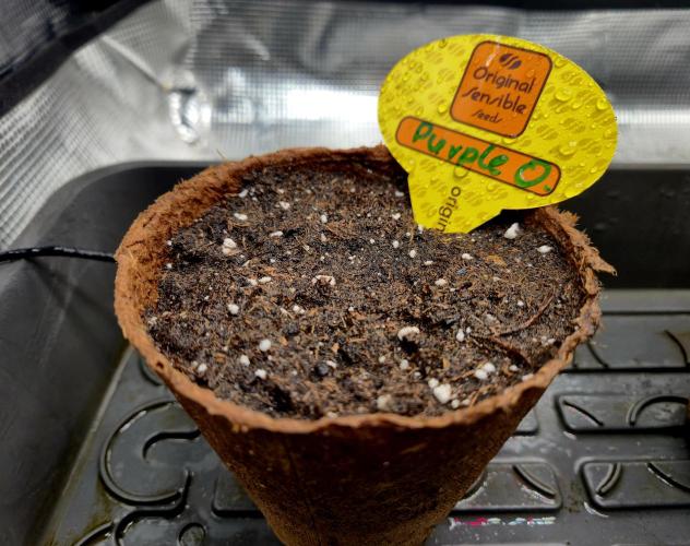 Purple overload (CCG) Sensible Seeds. Week 0